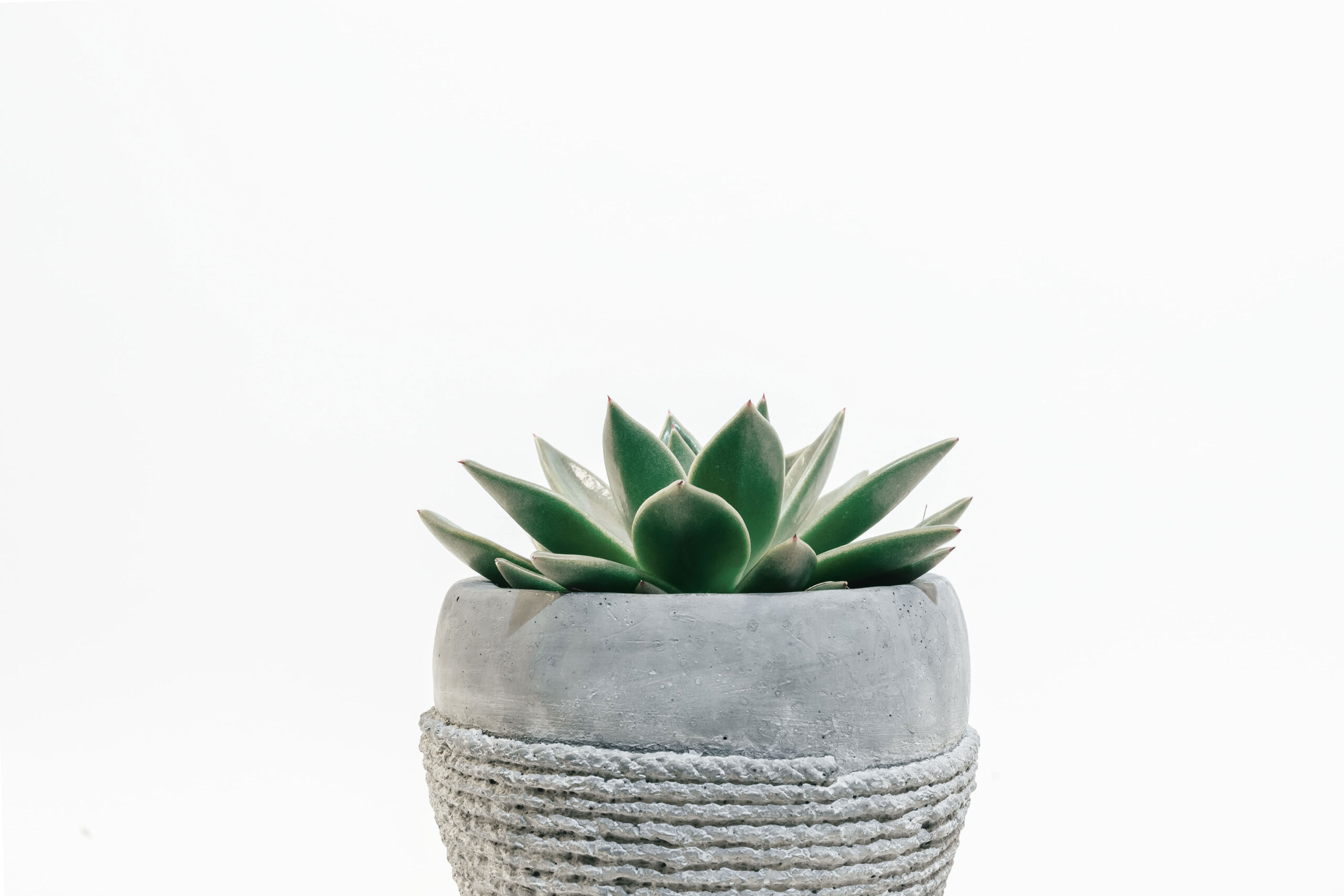 scott-webb-426972-unsplash-mi
